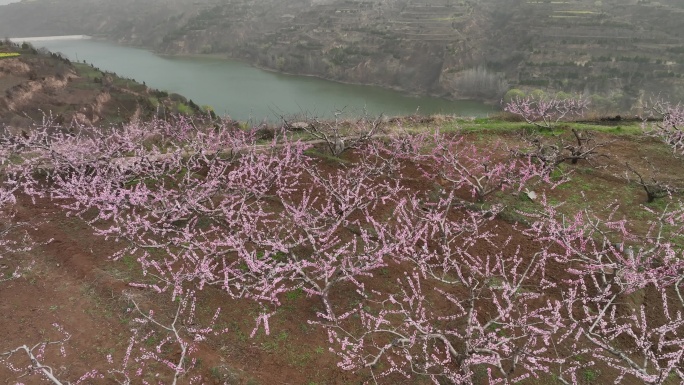 桃花和油菜花