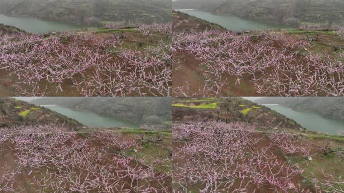 桃花和油菜花