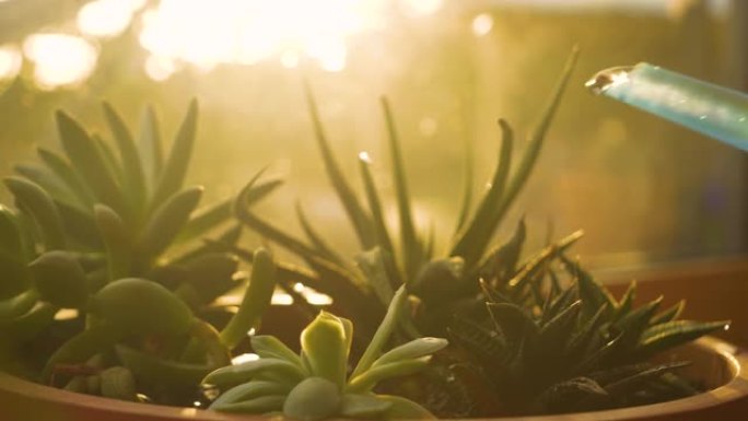 特写: 美丽的多汁植物在华丽的早晨阳光下浇水