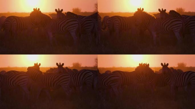日落时一小群斑马的特写镜头。斑马迁徙博茨瓦纳