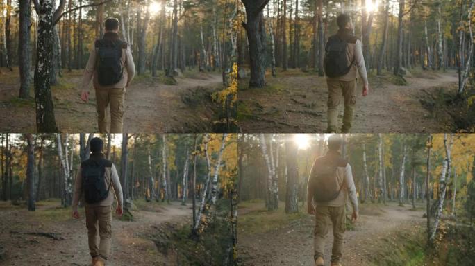 年轻徒步旅行者带着背包在树林里散步的后视图，看着美丽的秋天自然