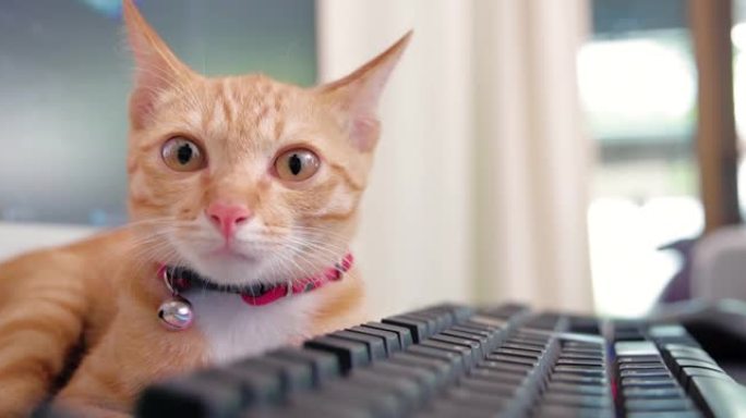 毛茸茸的猫放松键盘电脑无缝循环