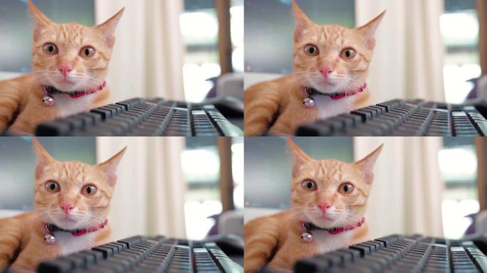 毛茸茸的猫放松键盘电脑无缝循环