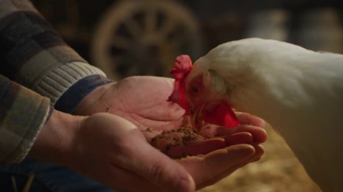年轻男性农民的电影特写镜头正在用他的手喂养生态生长的白母鸡，里面有真正的生物营养谷物，用于在农村农业