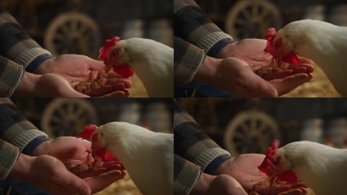 年轻男性农民的电影特写镜头正在用他的手喂养生态生长的白母鸡，里面有真正的生物营养谷物，用于在农村农业