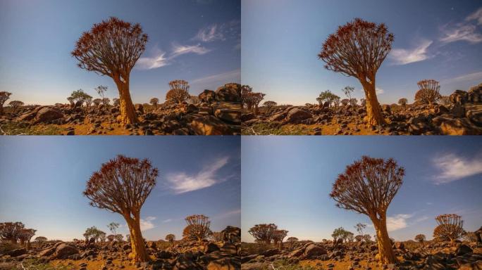 非洲纳米比亚阳光明媚的沙漠中的MS延时颤抖树