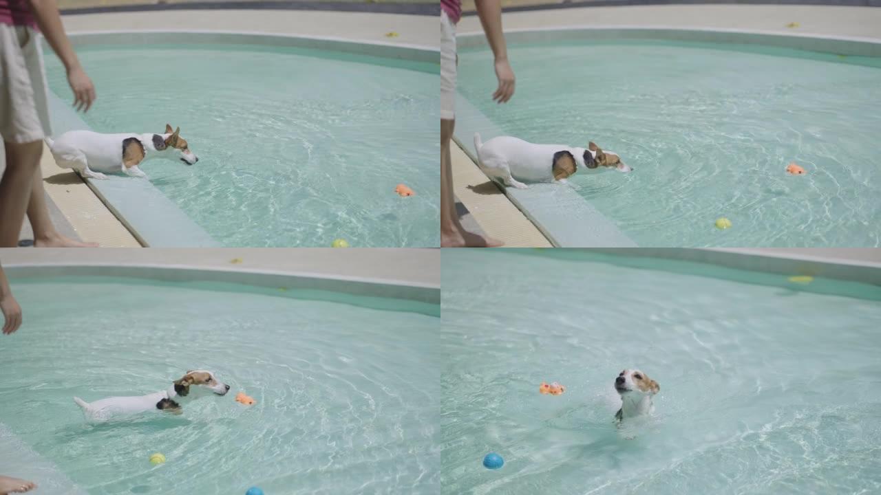 狗训练师鼓励杰克罗素梗潜水游泳