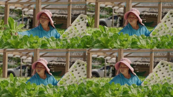 在水培生菜农场工作的女农民