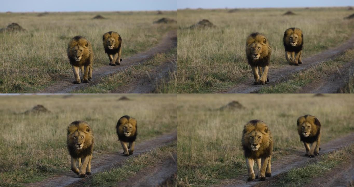 缓慢的moiton特写镜头两只宏伟的雄狮在非洲萨凡纳草原上走向相机