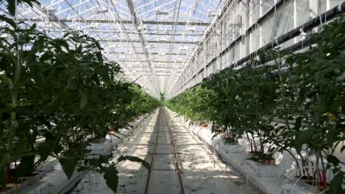 白色大温室蔬菜。大型温室建筑内种植的一排排植物。种植和收集商品用于商业销售。温室农田蔬菜的栽培与选育