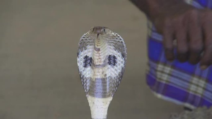 慢动作: 印度眼镜蛇耍蛇人
