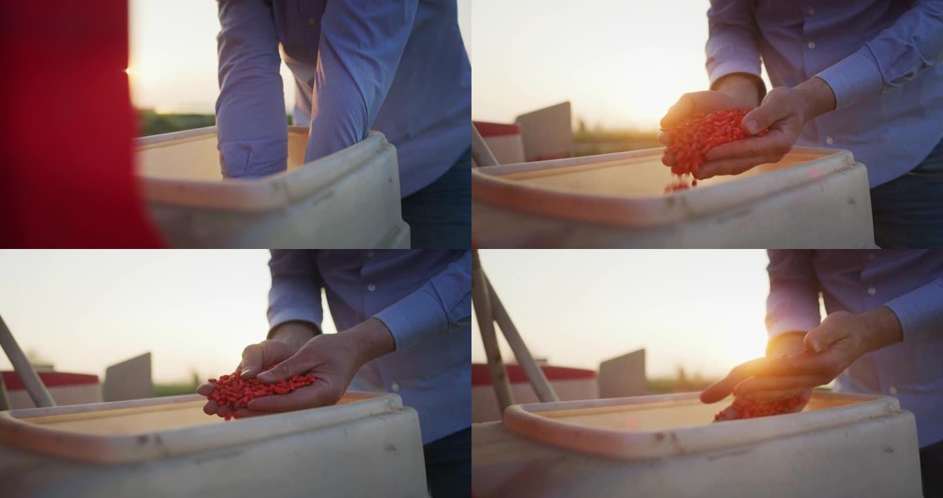 一位年轻成功的男性农民的特写镜头正在日落时在玉米田上收割玉米粒时用手控制。概念: 农业、自然、农业、