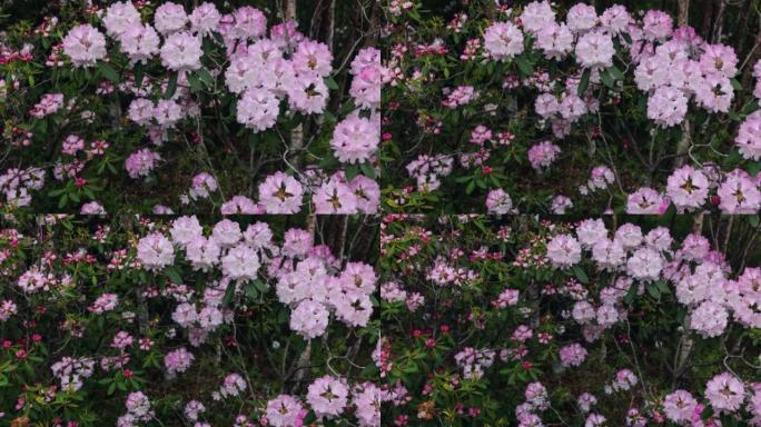 川西高原高山杜鹃花开花