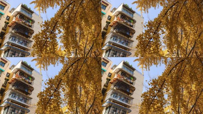 成都老居民区沉浸在银杏树的黄叶中