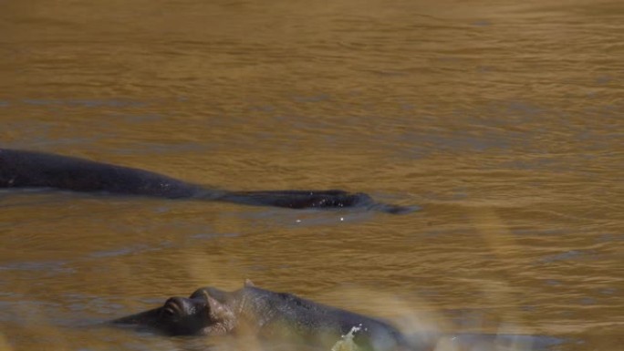 河马游泳，淹没在阳光充足的自然保护区的河水中