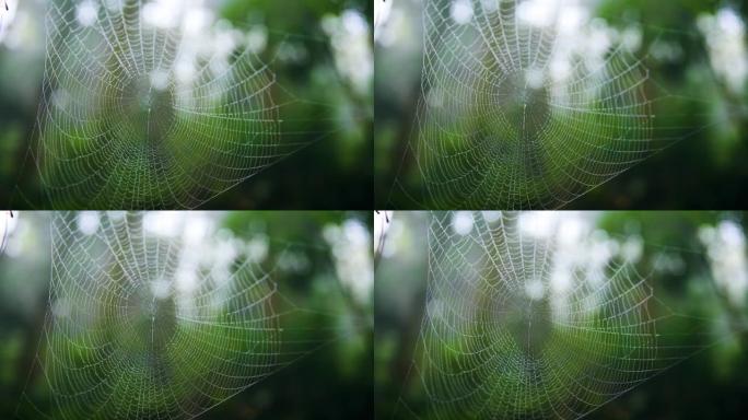 自然界中的蜘蛛网蜘蛛网雨珠水珠觅食