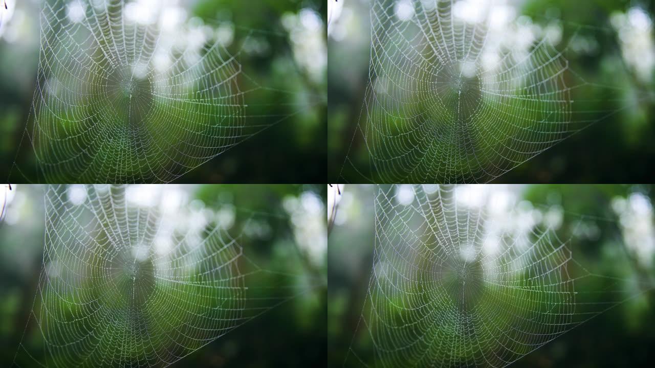 自然界中的蜘蛛网蜘蛛网雨珠水珠觅食
