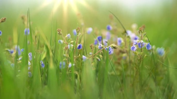 紫罗兰色的夏日田间花在风中。夕阳下的草地上的小花。具有模糊的bokeh背景的夏季自然概念