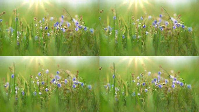 紫罗兰色的夏日田间花在风中。夕阳下的草地上的小花。具有模糊的bokeh背景的夏季自然概念