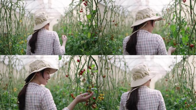 年轻的亚洲女农场主检查温室中的西红柿产量