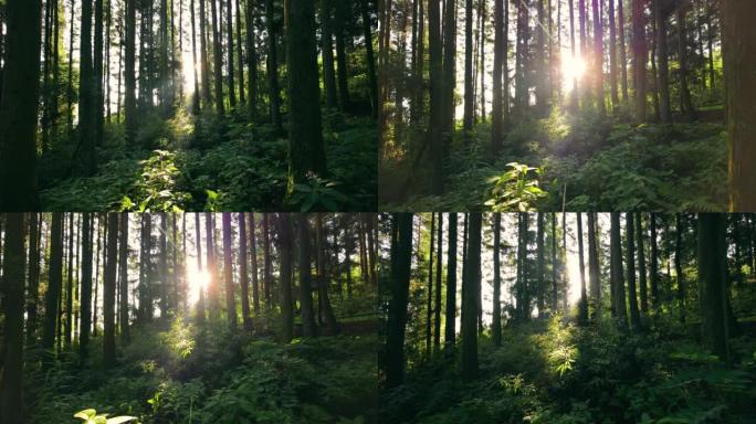 阳光穿过森林中的树林