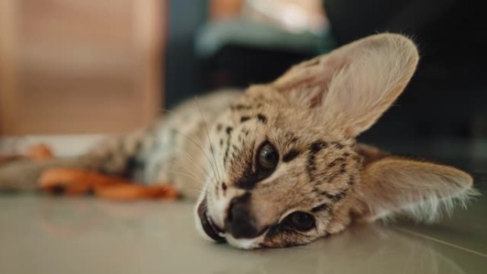 可爱的非洲serval小猫