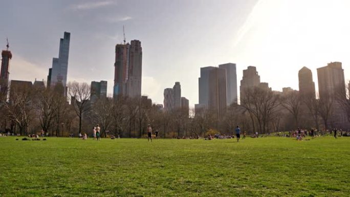 绵羊草地。中央公园。纽约