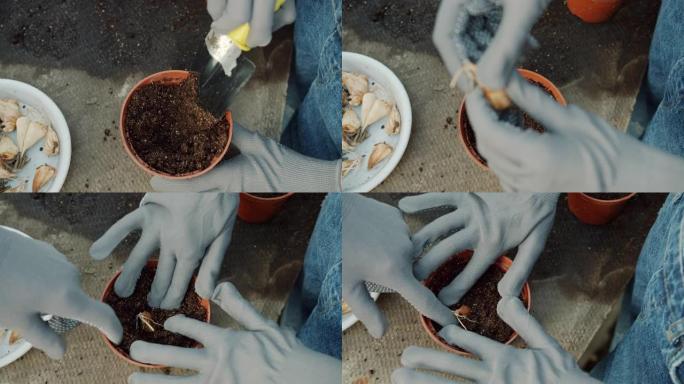 妇女的手在手套上种花的俯视图一起在土壤中种植种子