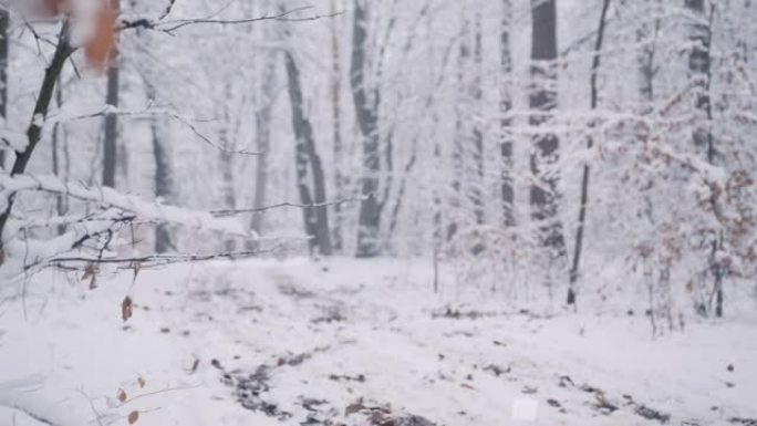 SLO MO夫妇带着前灯在白雪皑皑的森林小径上骑着自行车