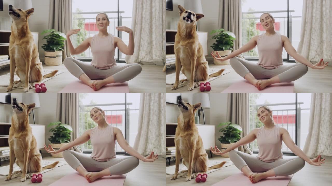 当她的狗坐着时，平静的女人在家中以莲花姿势练习瑜伽时冥想。一个适合女性在里面冥想和放松。专注，找到你