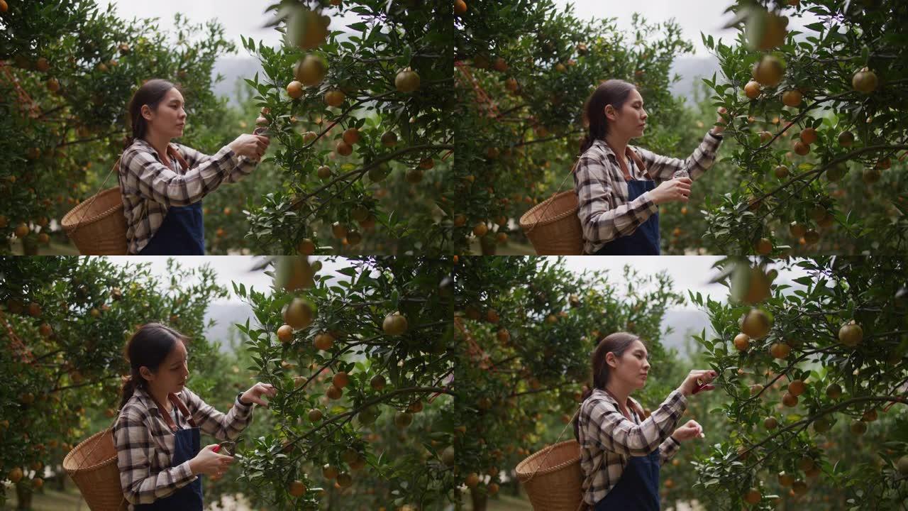 农民检查橙色水果，看到生病的水果。农业和食品工业
