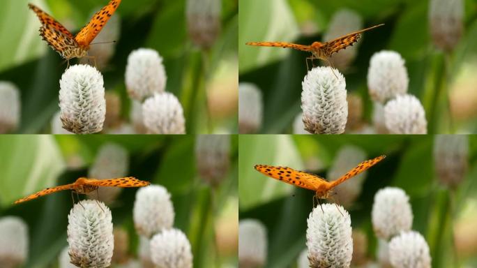 飞舞的蝴蝶和吮吸花蜜的蝴蝶