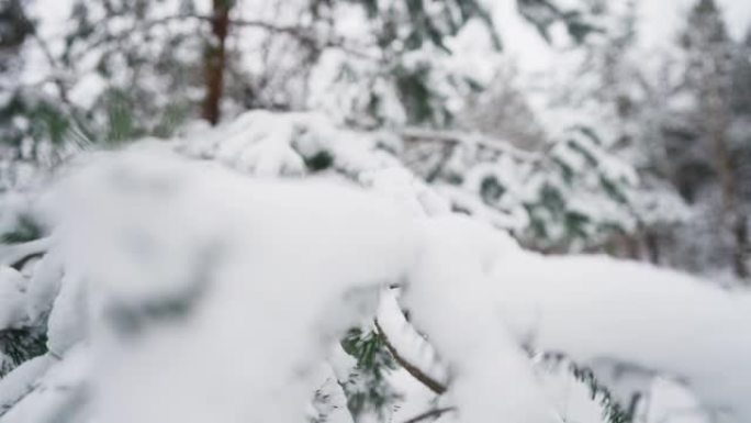 松树树枝覆盖着新鲜的雪