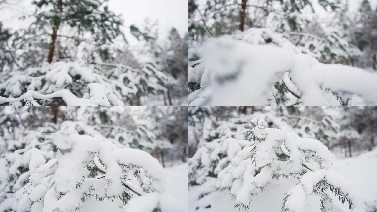 松树树枝覆盖着新鲜的雪