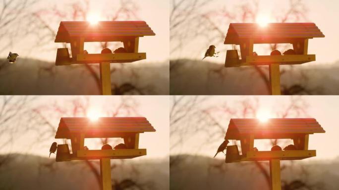 镜头光斑:山雀落在了挂在鸟屋旁边的鸟食上。