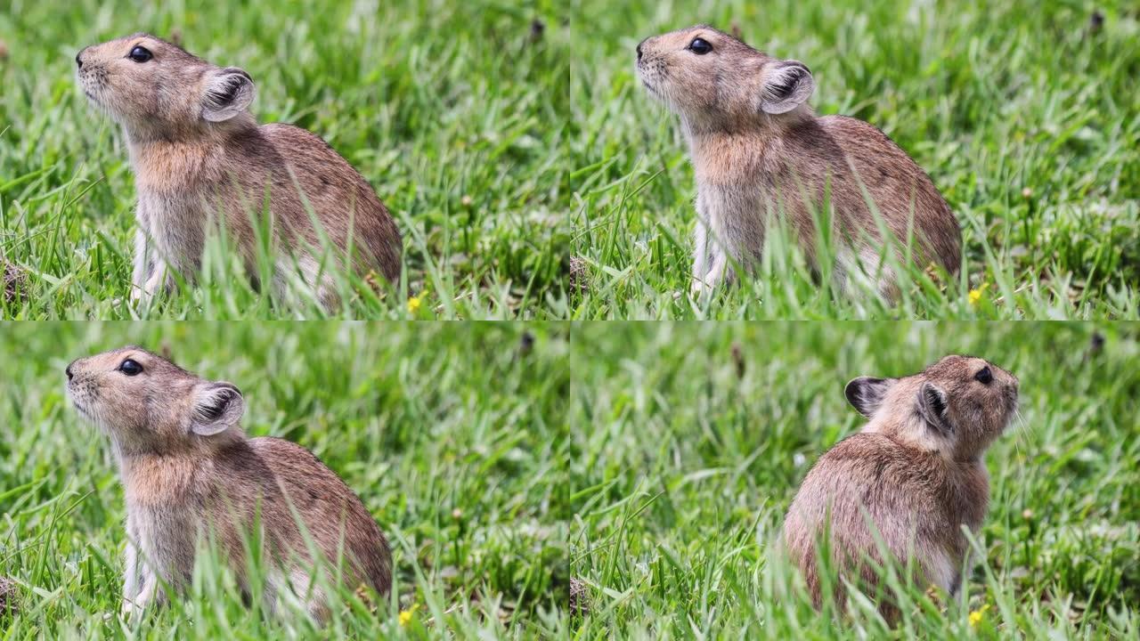 鼠兔在若尔盖草原上吃草