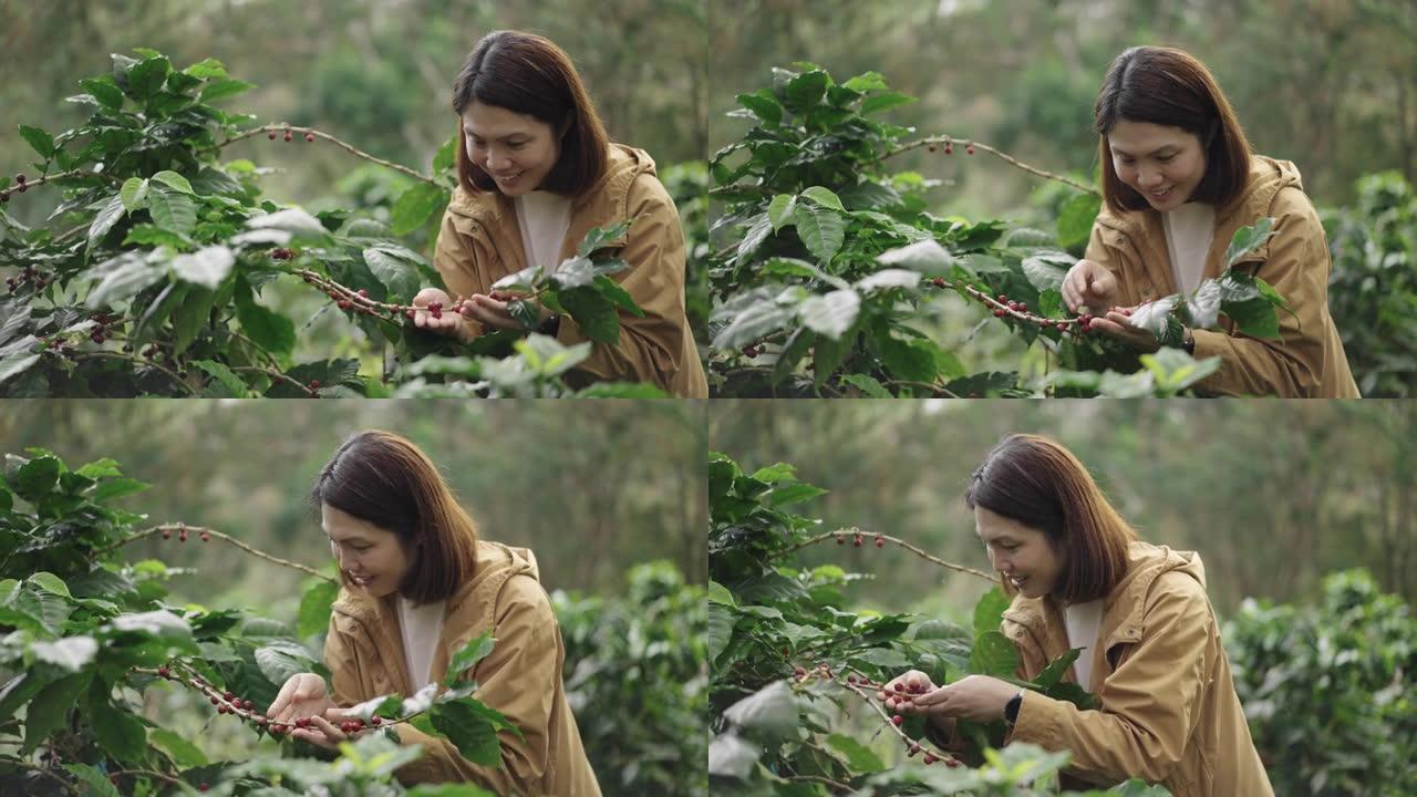 女农夫在咖啡农场检查和收获新鲜的咖啡浆果