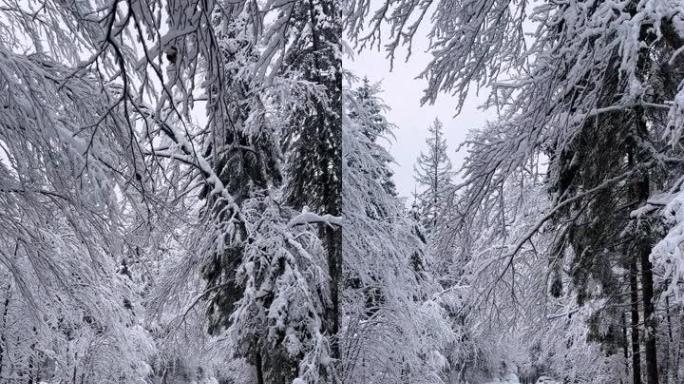 在下雪天的冬季景观中穿越雄伟的积雪覆盖的森林