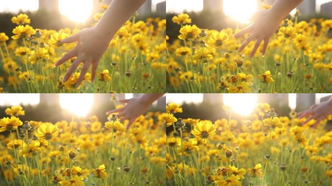 女人在日落时抚摸黄色花朵