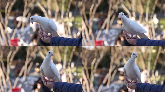 站在人手上的鸽子落在手掌上的白鸽亲近人类