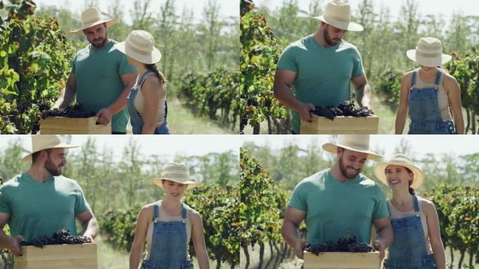 4k录像，两名农民在谈话时拿着一箱刚收获的葡萄
