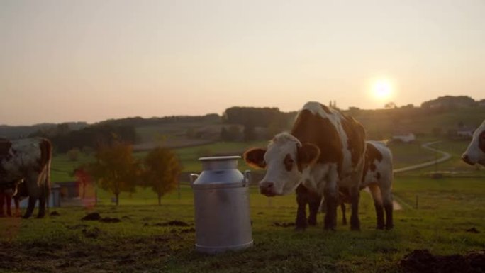 SLO MO从当地农民那里购买有机牛奶