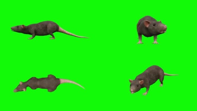 绿色屏幕上的等待老鼠动画。动物的概念，野生动物，游戏，返校，3d动画，短视频，电影，卡通，有机，色键