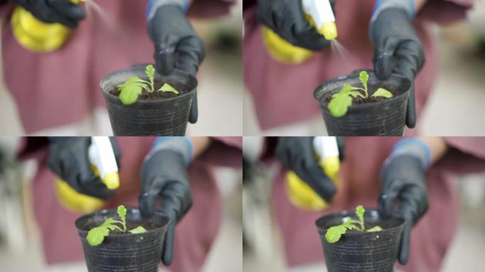 铜将水喷洒到沙拉芽菜锅上