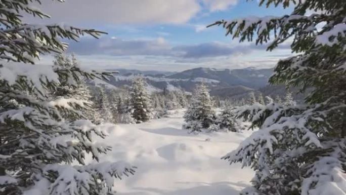 山区的严冬。滑雪旅游区的地面和云杉覆盖着厚厚的积雪。相机在积雪的枞树之间移动