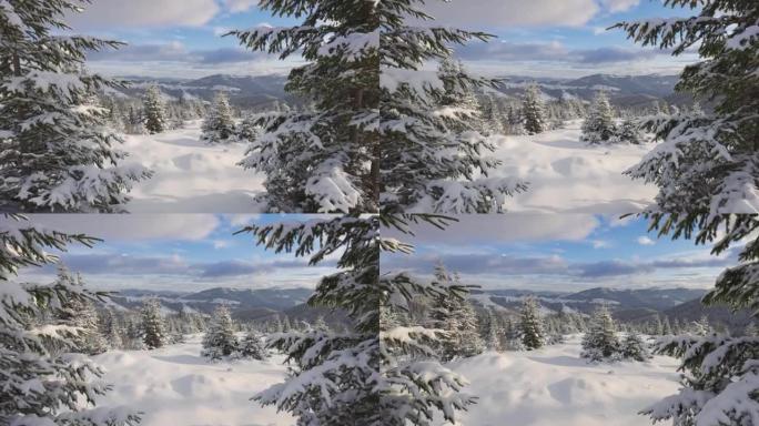 山区的严冬。滑雪旅游区的地面和云杉覆盖着厚厚的积雪。相机在积雪的枞树之间移动