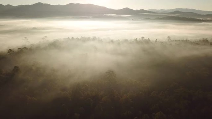 空中拍摄的雾在森林中的早晨时间
