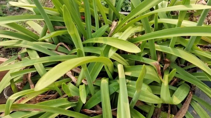 朱顶红植物盆栽花瓣花粉实拍朱顶红素材