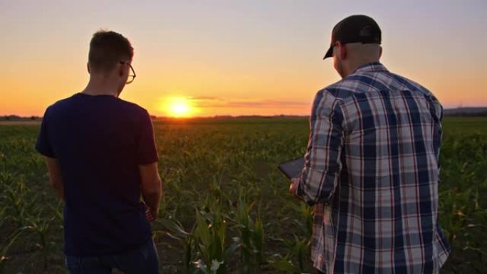 两个农民在日落时分走在玉米地里，他们在用平板电脑