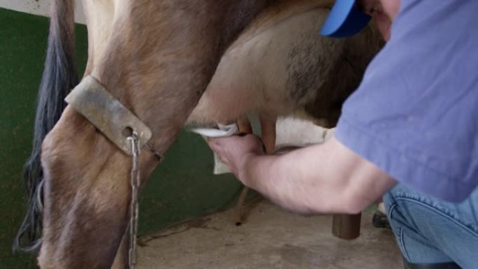 男性农民用自动泵挤奶后对母牛的乳房进行消毒